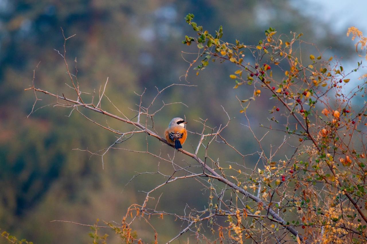 Dera Baghdarrah Nature Retreat Удайпур Экстерьер фото