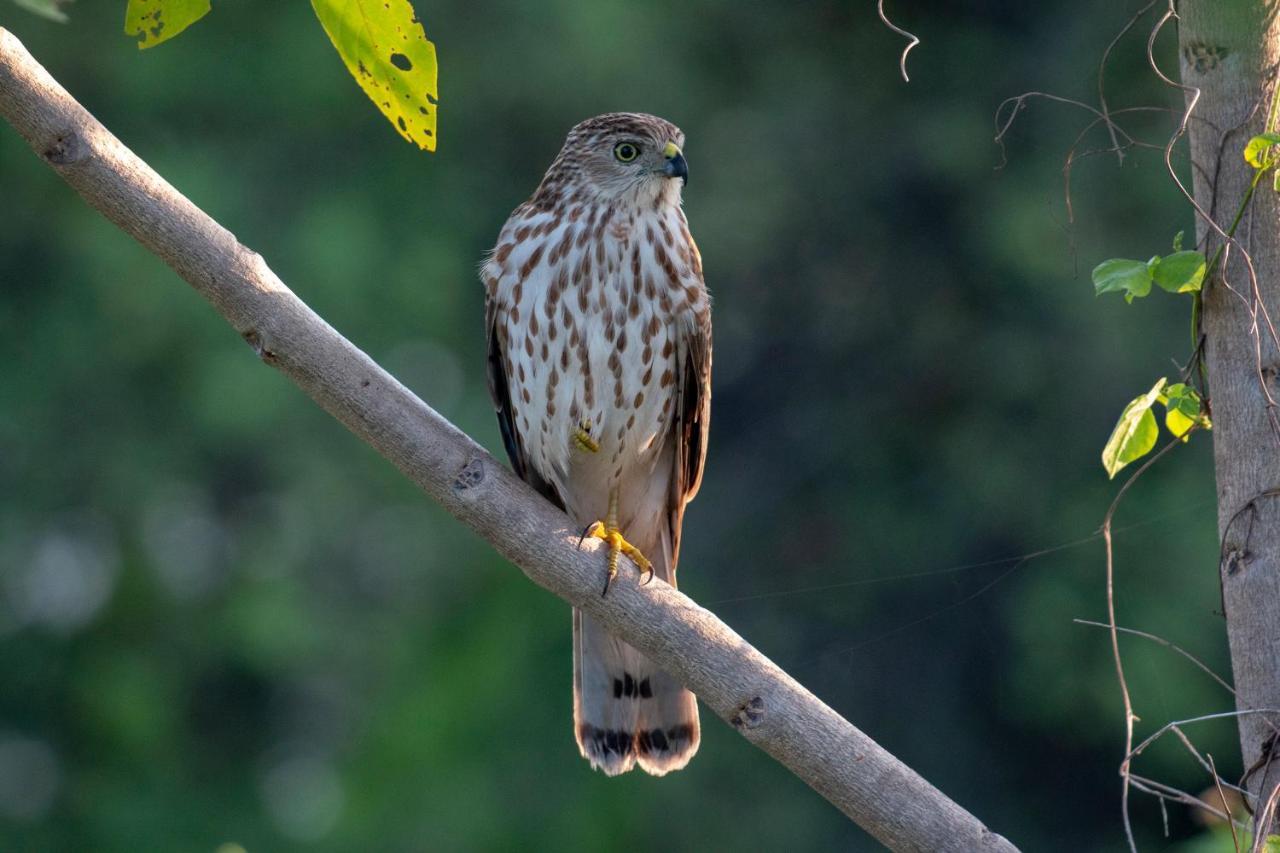 Dera Baghdarrah Nature Retreat Удайпур Экстерьер фото